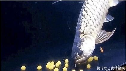 金龍魚的魚卵：關(guān)于金龍魚的魚卵的一些詳細(xì)信息