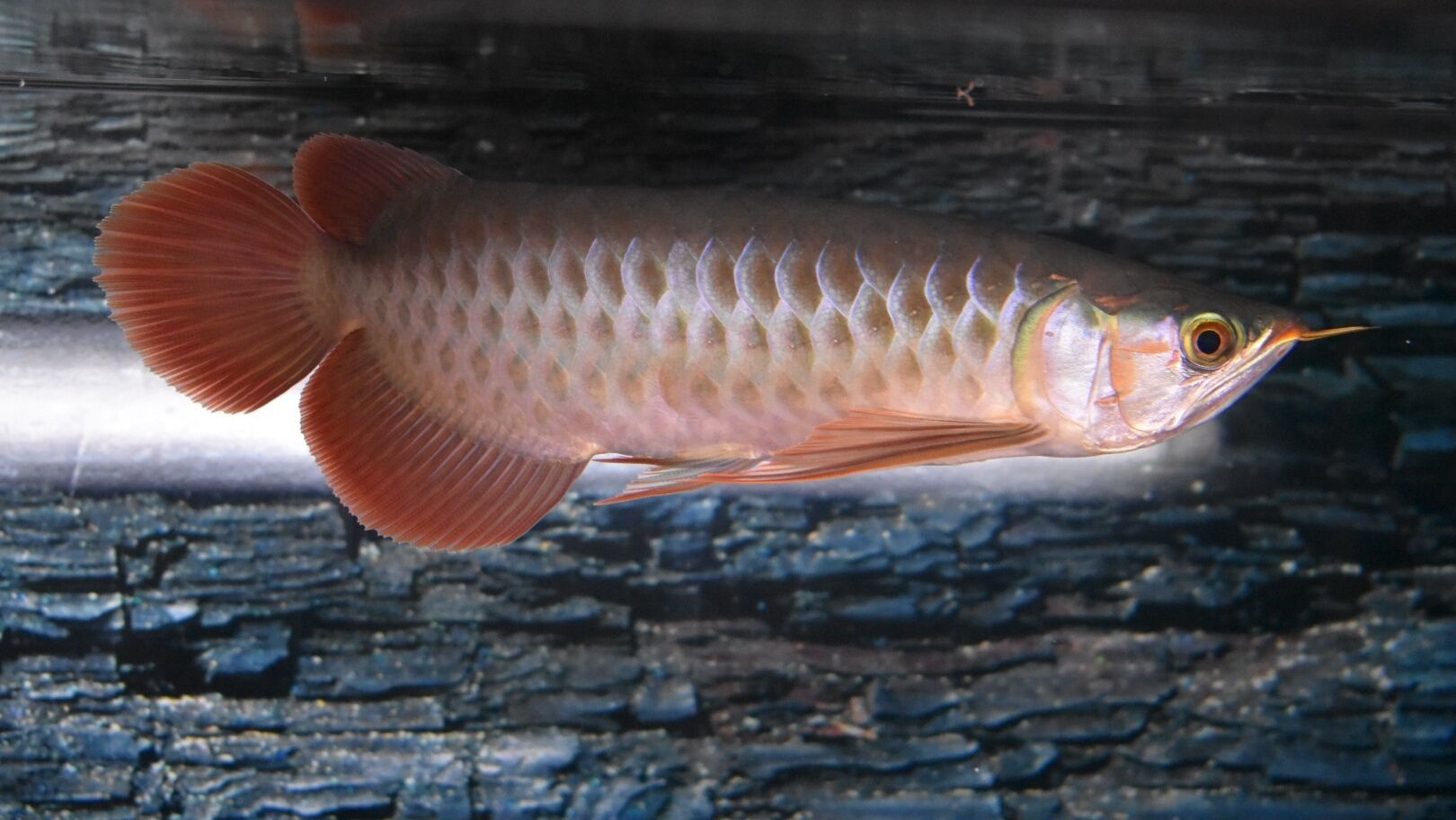 龍魚吃活魚是否容易得病（龍魚吃活魚存在一定的健康風險嗎？）