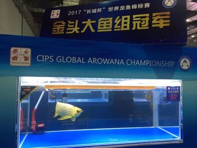 長城杯龍魚大賽死亡