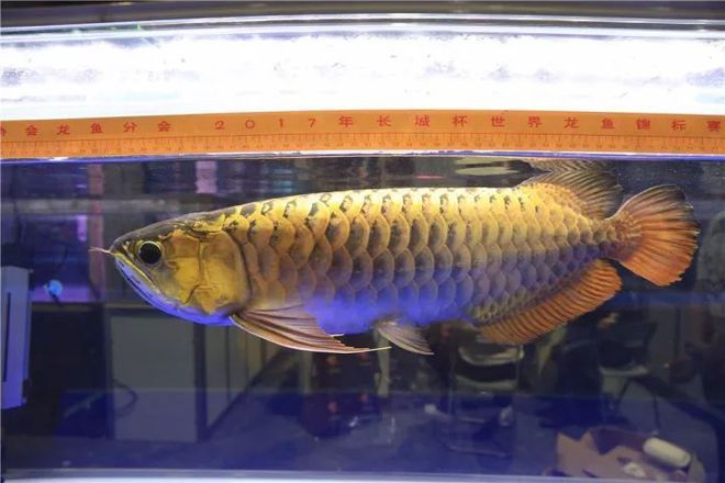 長城杯龍魚大賽死亡