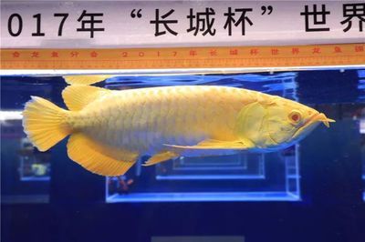 長城杯龍魚大賽死亡