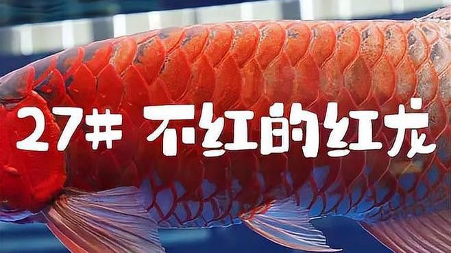 紅龍魚不發色的原因有哪些