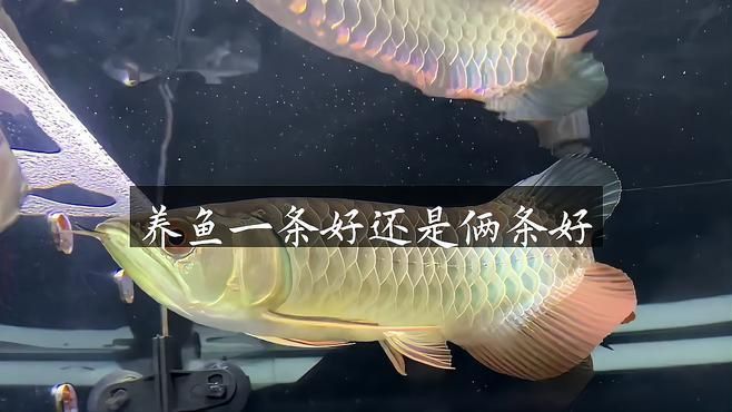 龍魚風水講究養(yǎng)一條還是二條好呢