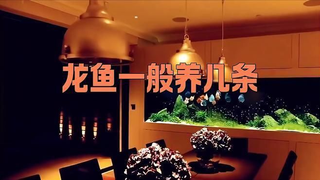 龍魚風水講究養(yǎng)一條還是二條好呢