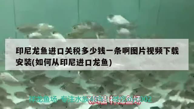 龍魚進口多少錢一條啊視頻：關于龍魚進口多少錢一條龍魚進口多少錢一條