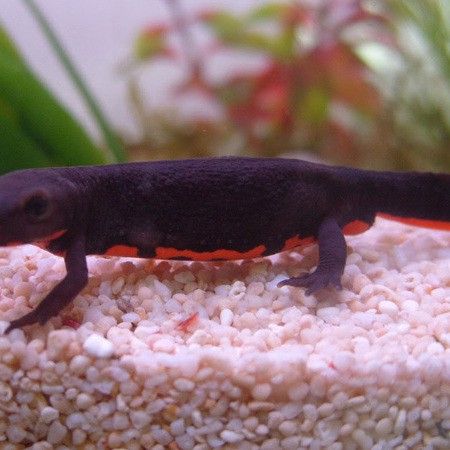 水龍魚