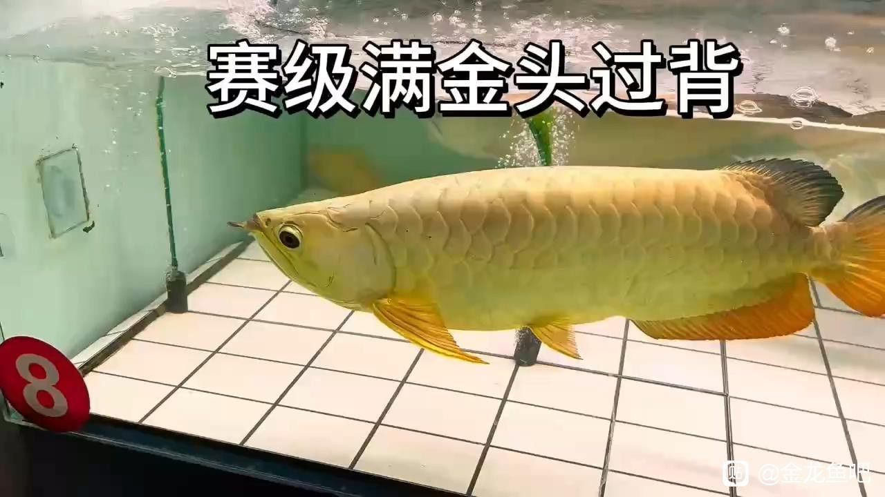過背龍魚有哪些稀有品種？