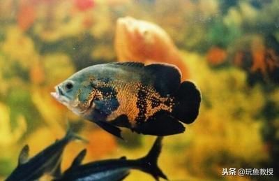 龍魚是否吃地圖魚（龍魚會吃地圖魚嗎？）