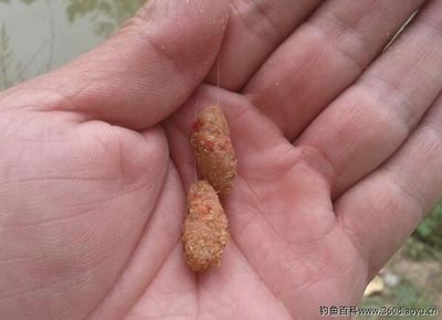紅魔王銀版魚的自然食物來源：紅魔王銀版魚的自然食物來源是多樣化的