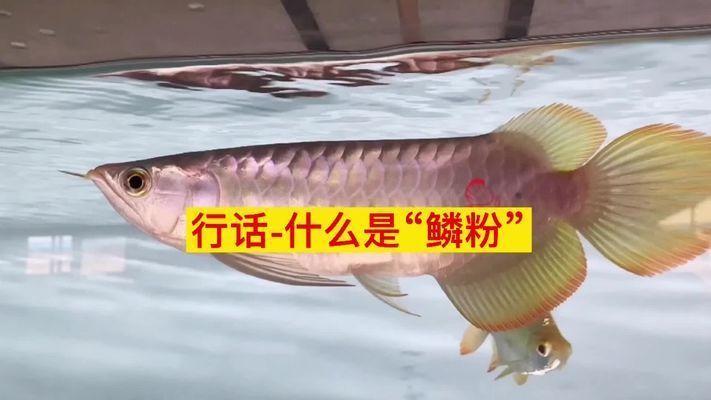 金龍魚(yú)增色鱗粉：金龍魚(yú)增色鱗粉是一種針對(duì)金魚(yú)的專業(yè)級(jí)飼料的主要成分