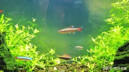龍魚魚缸除藻方法（龍魚缸中綠藻的方法是除藻的最好方法之一）