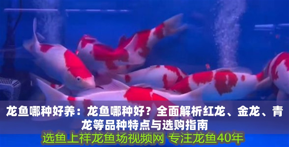 龍魚哪種好養：龍魚哪種好？全面解析紅龍、金龍、青龍等品種特點與選購指南