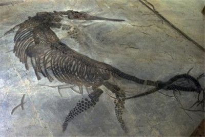 龍魚(yú)化石價(jià)格：魚(yú)龍化石與龍魚(yú)化石區(qū)別魚(yú)龍化石價(jià)格信息和特點(diǎn)