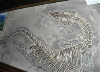 龍魚(yú)化石價(jià)格：魚(yú)龍化石與龍魚(yú)化石區(qū)別魚(yú)龍化石價(jià)格信息和特點(diǎn)