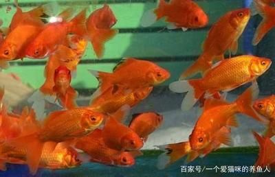 龍魚吃蝦嗎？：龍魚喜歡吃蝦嗎