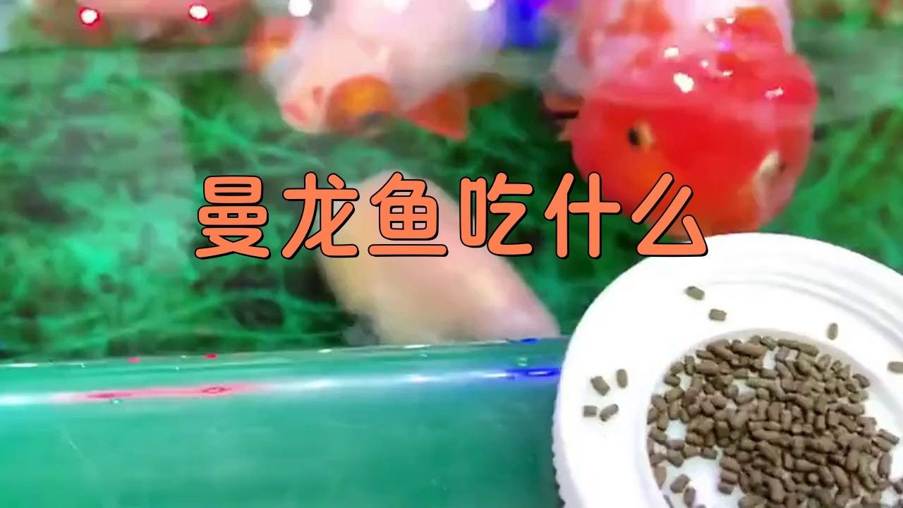 曼龍魚成魚喂什么飼料好？