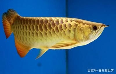 50公分長的金龍魚能賣多少錢一條呢圖片（50公分長的金龍魚能賣多少錢一條）