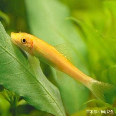 金苔鼠被龍魚吃了：金苔鼠被銀龍魚吃了，金苔鼠被龍魚吃了，龍魚吃了