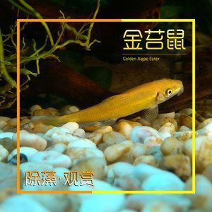 金苔鼠被龍魚吃了：金苔鼠被銀龍魚吃了，金苔鼠被龍魚吃了，龍魚吃了