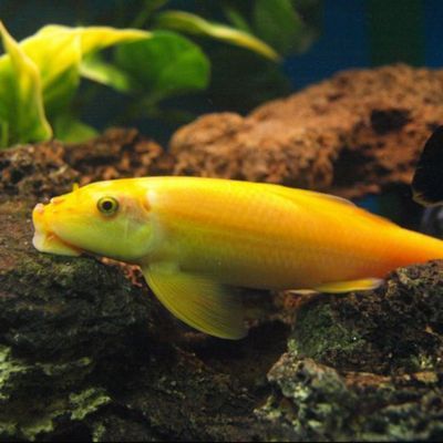 金苔鼠被龍魚吃了：金苔鼠被銀龍魚吃了，金苔鼠被龍魚吃了，龍魚吃了