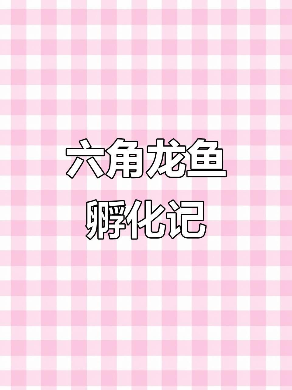 六角龍魚產卵視頻