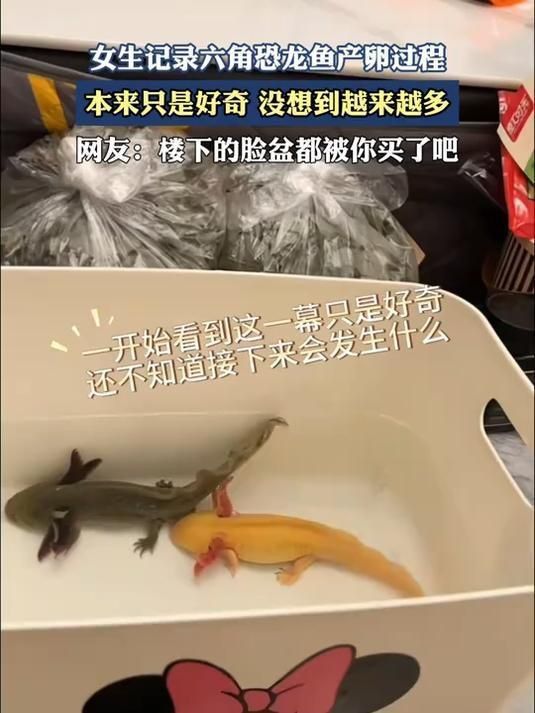 六角龍魚產卵視頻