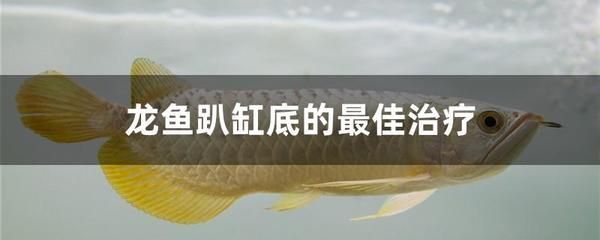 龍魚病癥與治療方法視頻講解大全：關于龍魚病癥及其治療方法的詳細講解