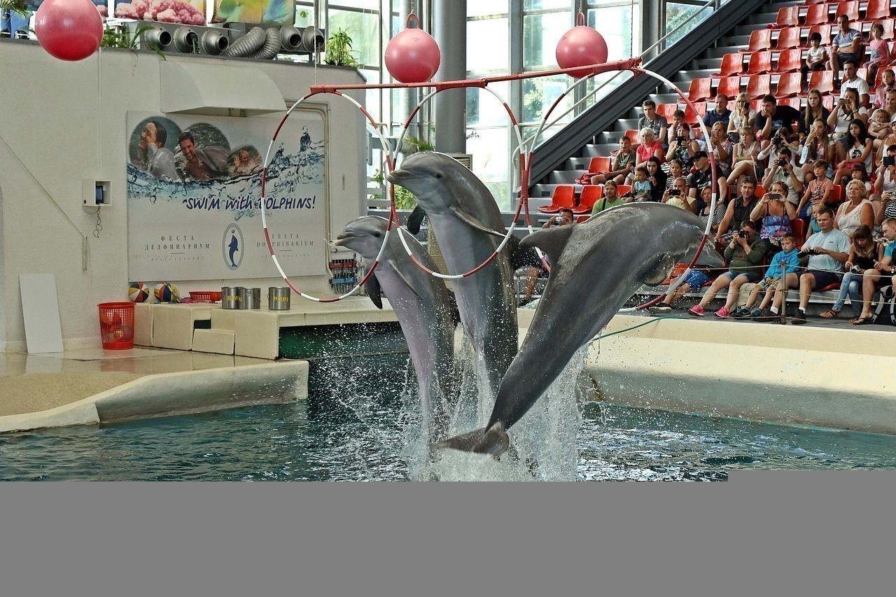 金龍魚混養(yǎng)視頻大全圖片高清下載：金龍魚混養(yǎng)視頻大全圖片高清下載軟件