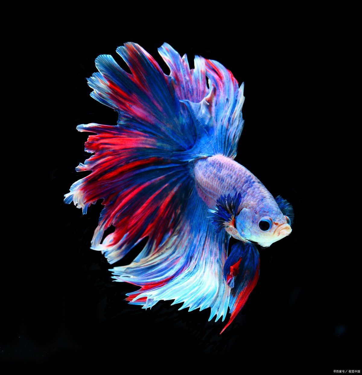 孔雀魚曼龍魚能長多大