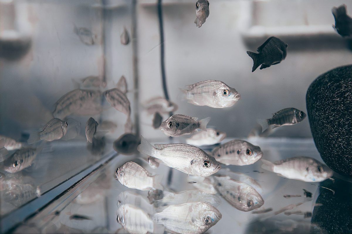 孔雀魚曼龍魚能長多大