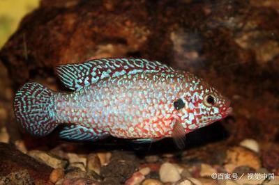 如何選購龍魚飼料呢（如何判斷龍魚飼料新鮮度，龍魚飼料成分對比分析）