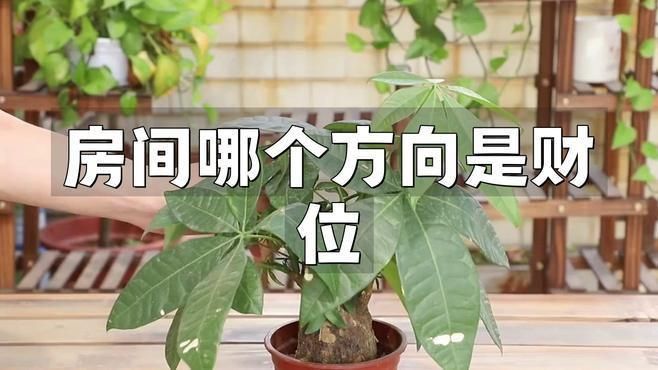 銀龍魚白毛病怎么治療：龍魚白絮病會自愈嗎？