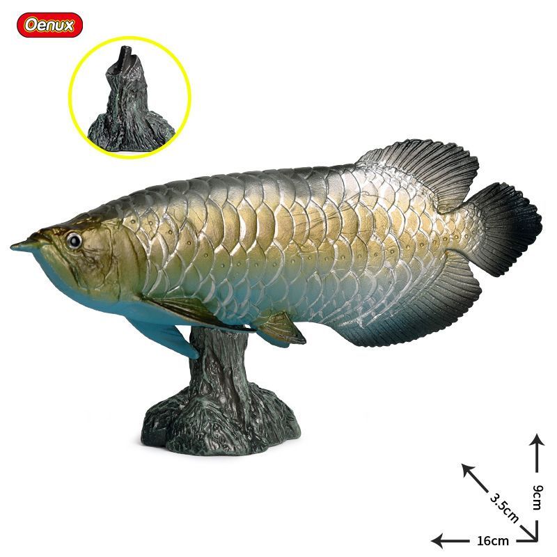 金龍魚和金槍魚的區別，金龍魚的區別：金龍魚和金槍魚有什么區別?