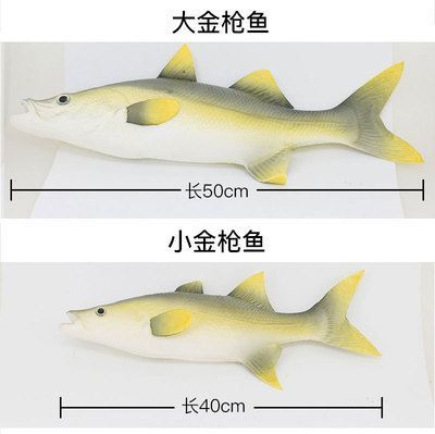 金龍魚和金槍魚的區別，金龍魚的區別：金龍魚和金槍魚有什么區別?
