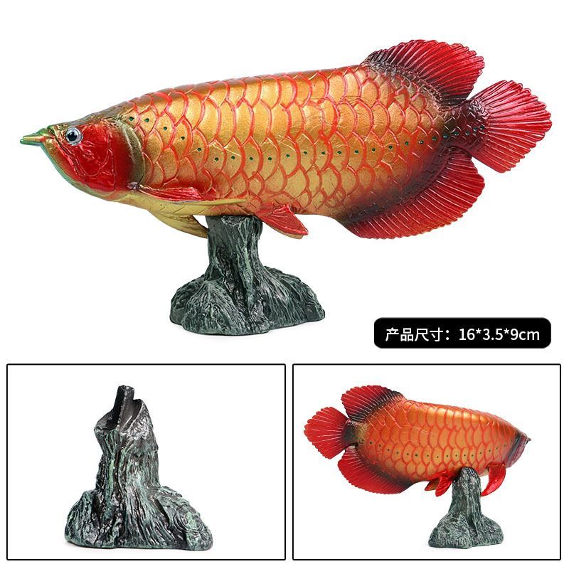 金龍魚和金槍魚的區別，金龍魚的區別：金龍魚和金槍魚有什么區別?