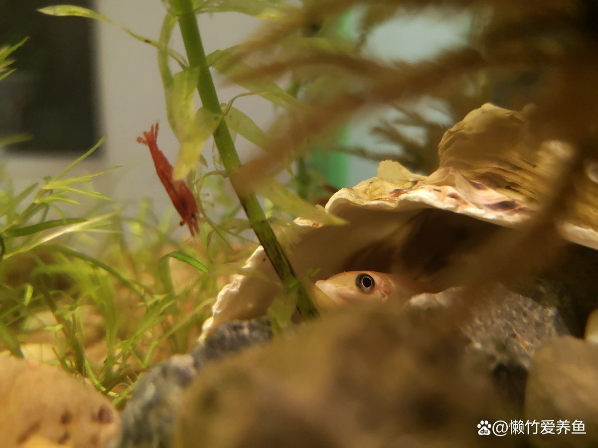 金苔鼠會(huì)把魚吸死嗎