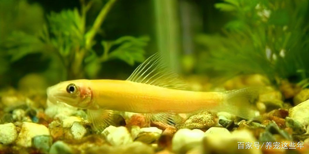 金苔鼠會(huì)把魚吸死嗎