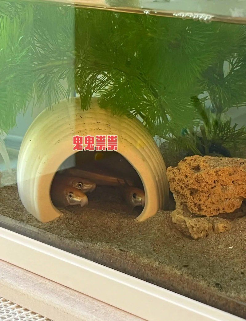 金苔鼠會(huì)把魚吸死嗎