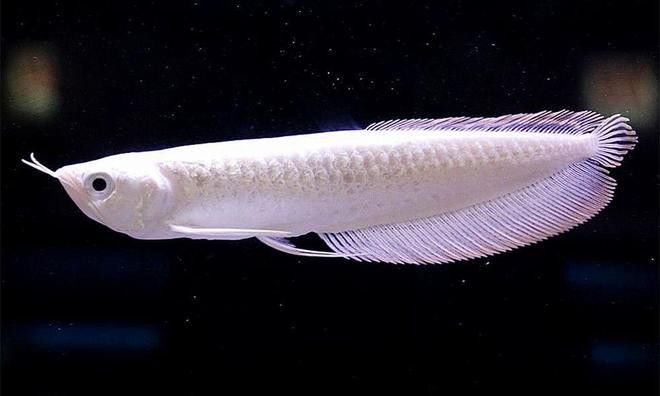 白化銀龍魚和雪龍魚的區別在哪兒
