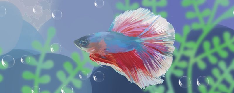 恐龍王魚最佳飼料品牌推薦：恐龍王魚飼料品牌推薦