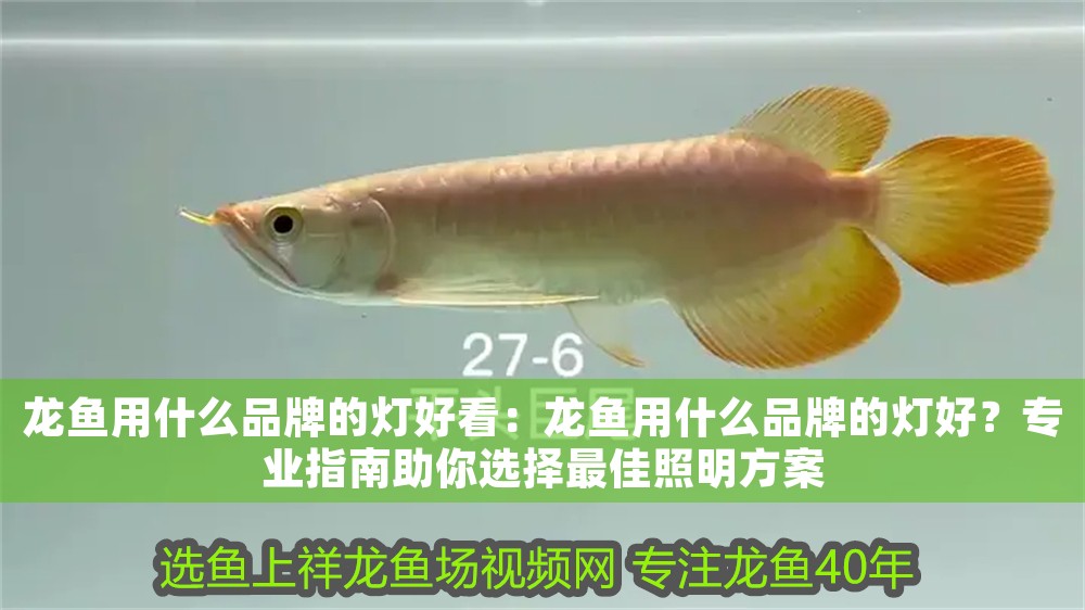 龍魚用什么品牌的燈好看：龍魚用什么品牌的燈好？專業指南助你選擇最佳照明方案