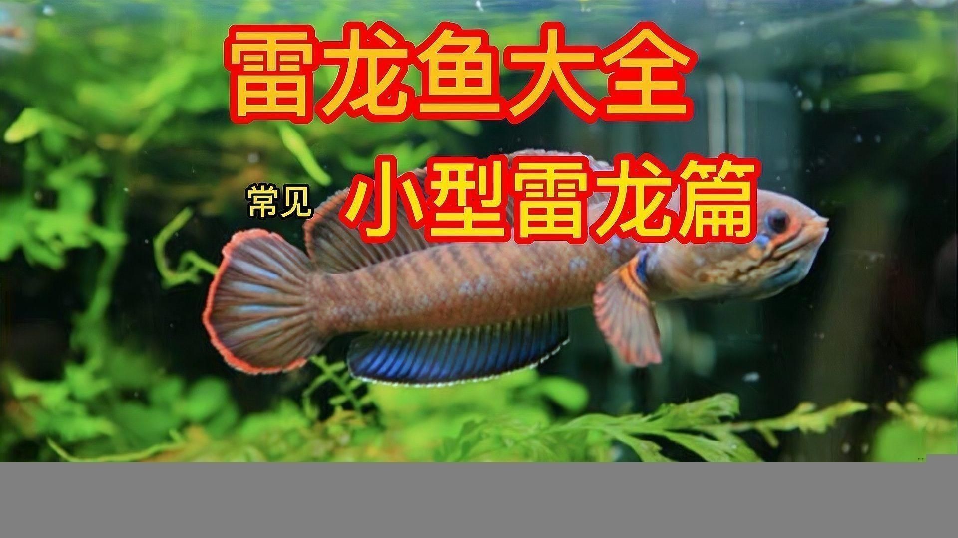 雷龍魚
