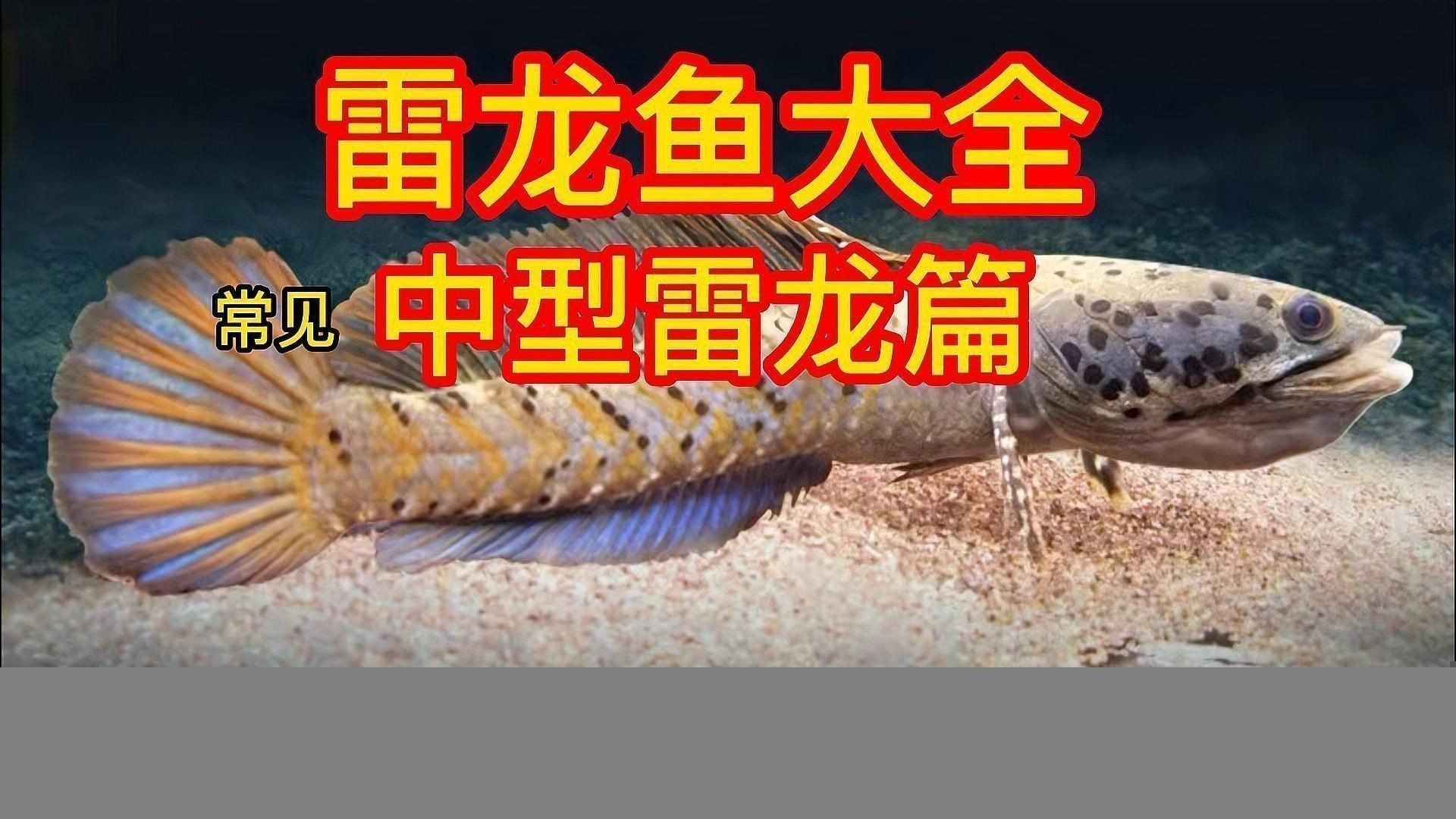 雷龍魚