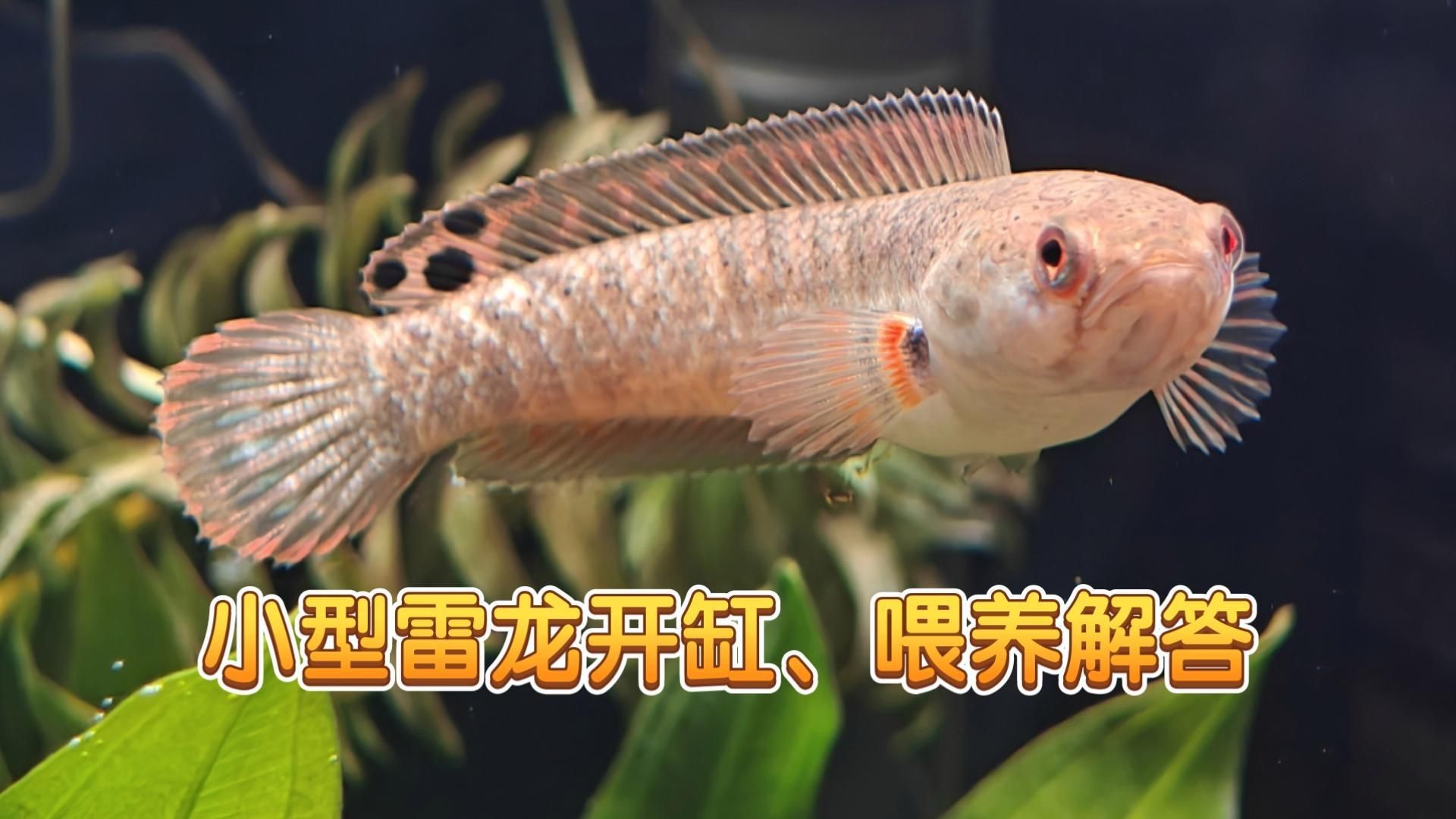 雷龍魚