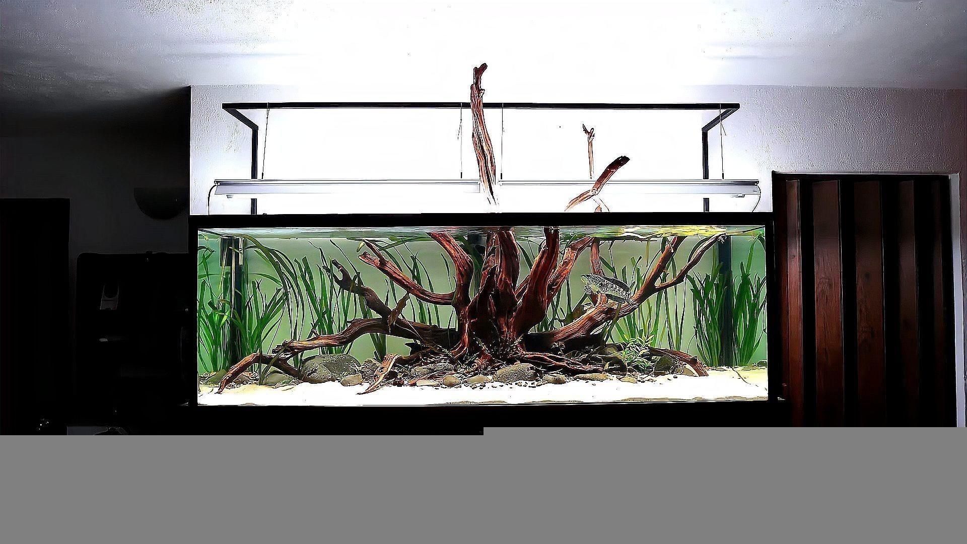 雷龍魚