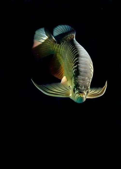 有沒有更多高清龍魚壁紙推薦？