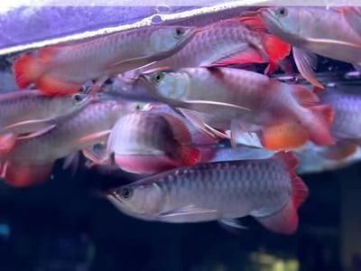 紅龍魚適宜的光照時間和強度：關于紅龍魚光照時間和強度的建議