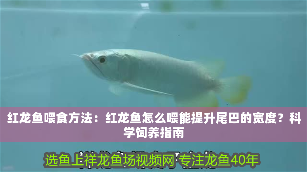 紅龍魚喂食方法：紅龍魚怎么喂能提升尾巴的寬度？科學飼養指南