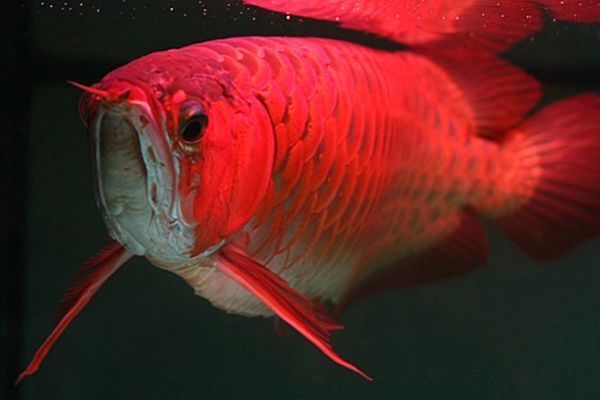 紅龍魚一邊紅一邊不紅：紅龍魚一邊紅一邊不紅怎么辦