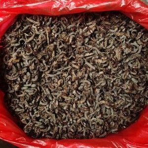 龍魚飼料蜈蚣可以飼養(yǎng)嗎：蜈蚣可以飼養(yǎng)嗎